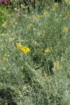 Helichrysum italicum- Curry