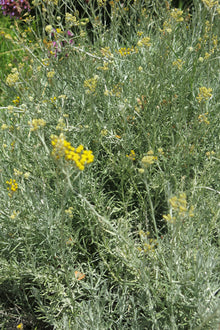 Helichrysum italicum- Curry