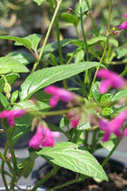 Salvia Chiapensis