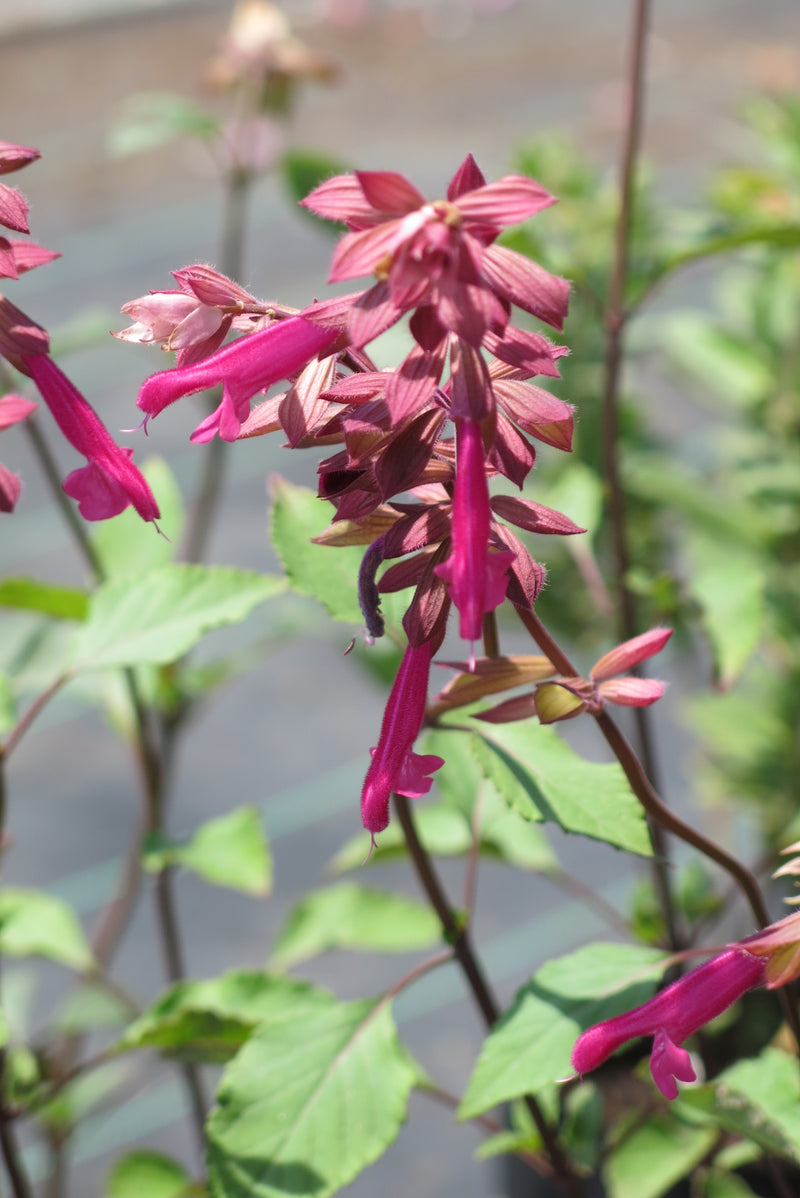 Salvia Love and Wishes