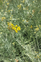 Helichrysum italicum- Curry