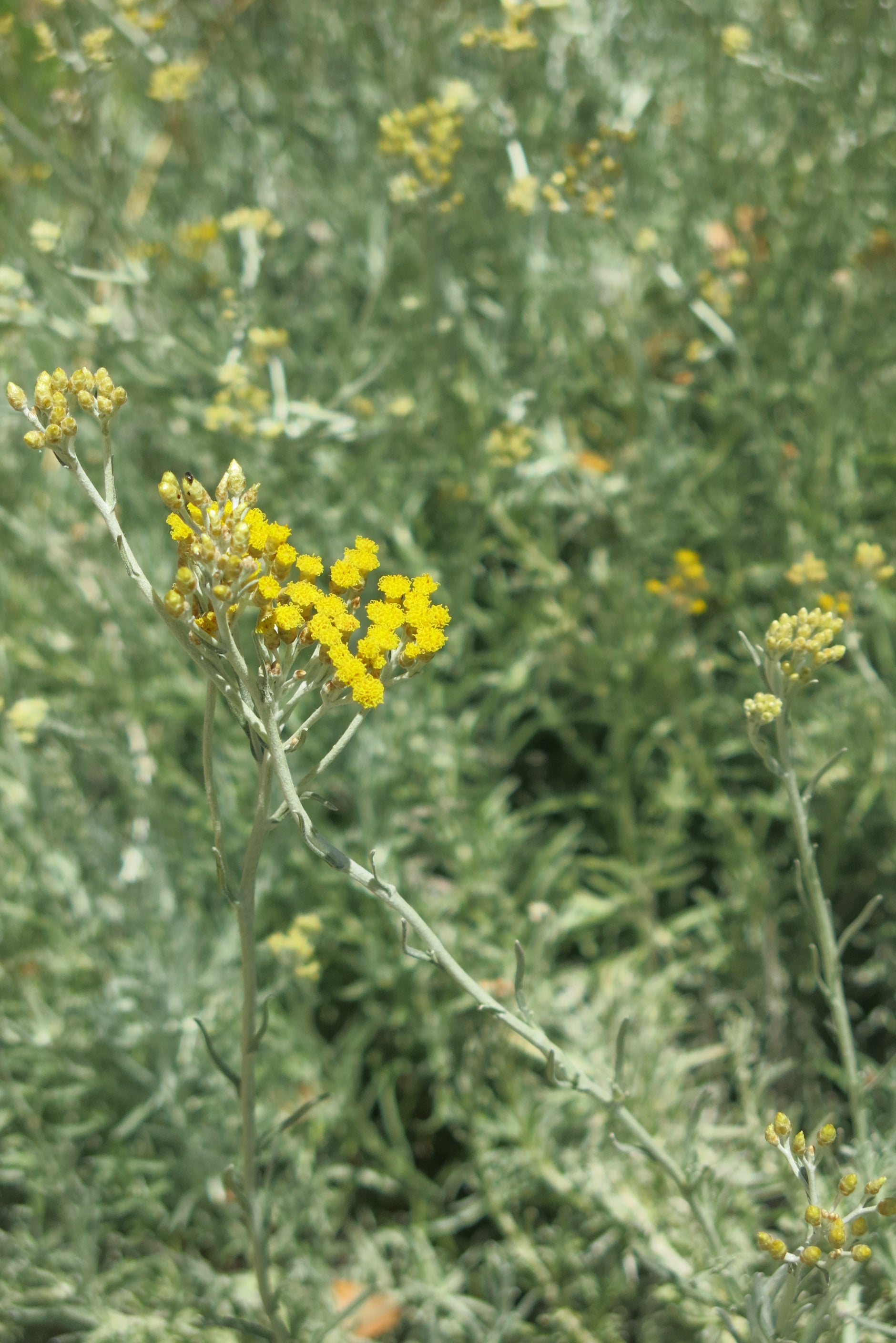Helichrysum italicum- Curry