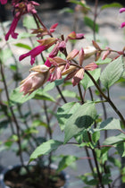 Salvia Love and Wishes