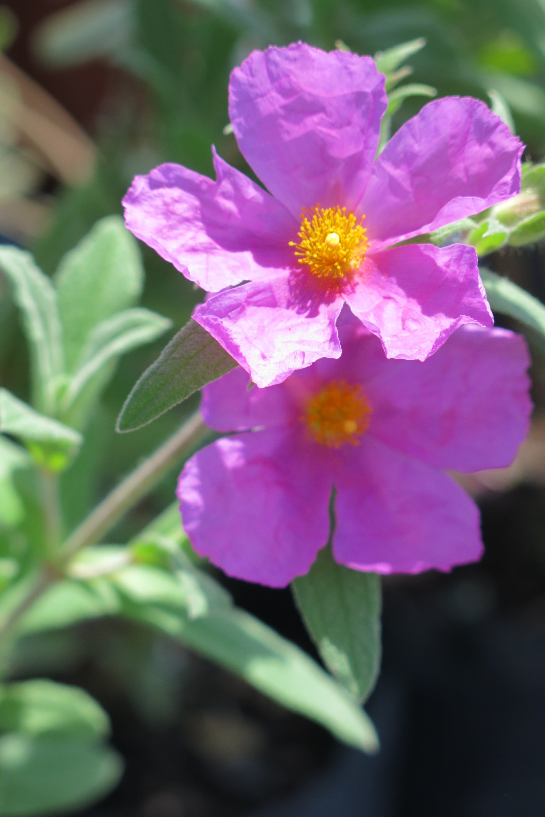 Cistus Albidus