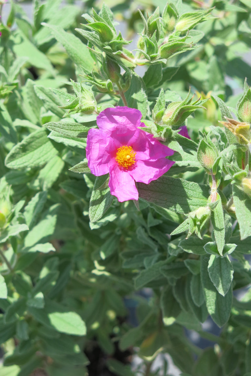 Cistus Albidus