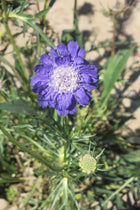 Scabiosa Caucásica