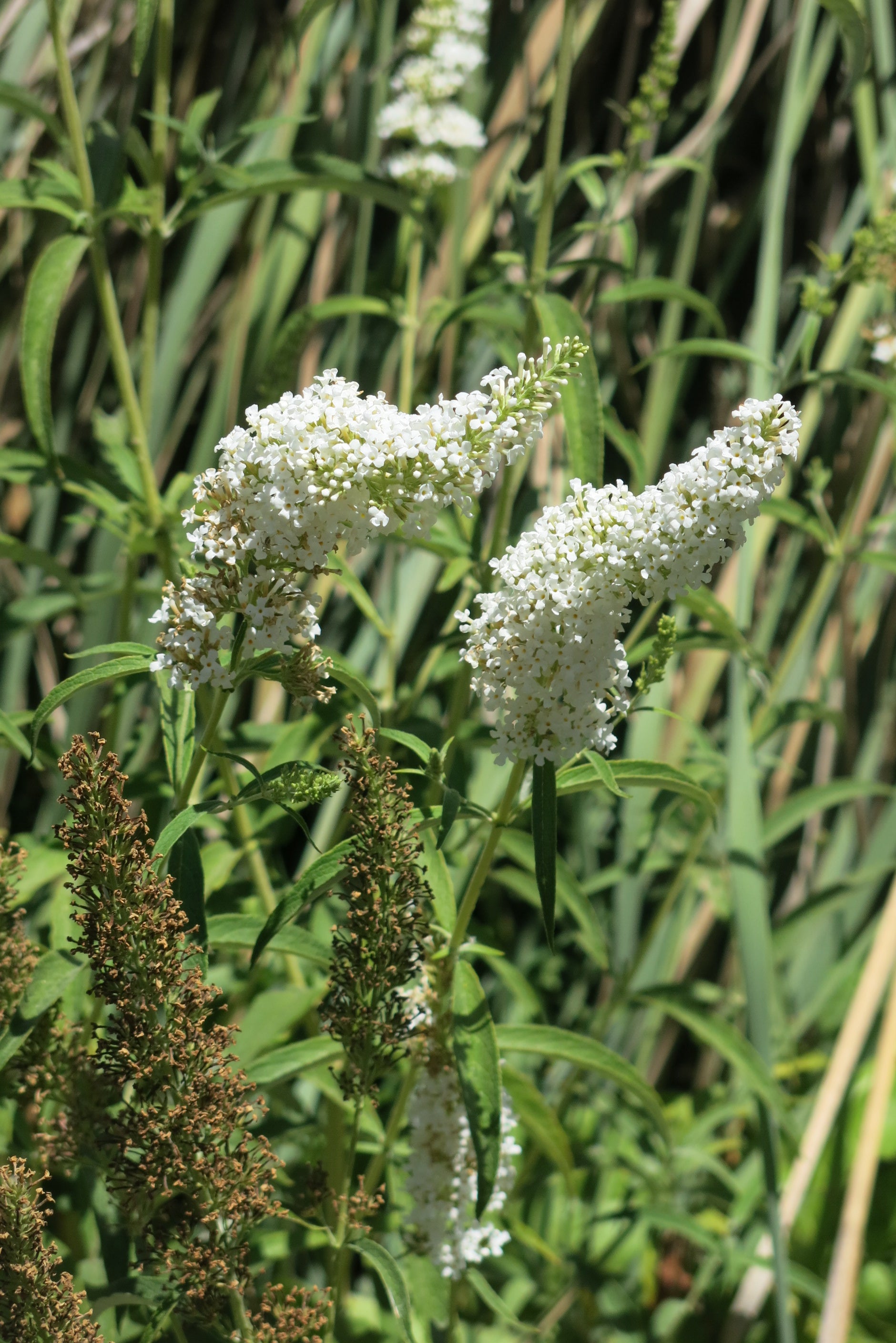 Buddleja davidii