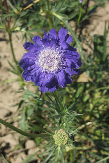 Scabiosa Caucásica