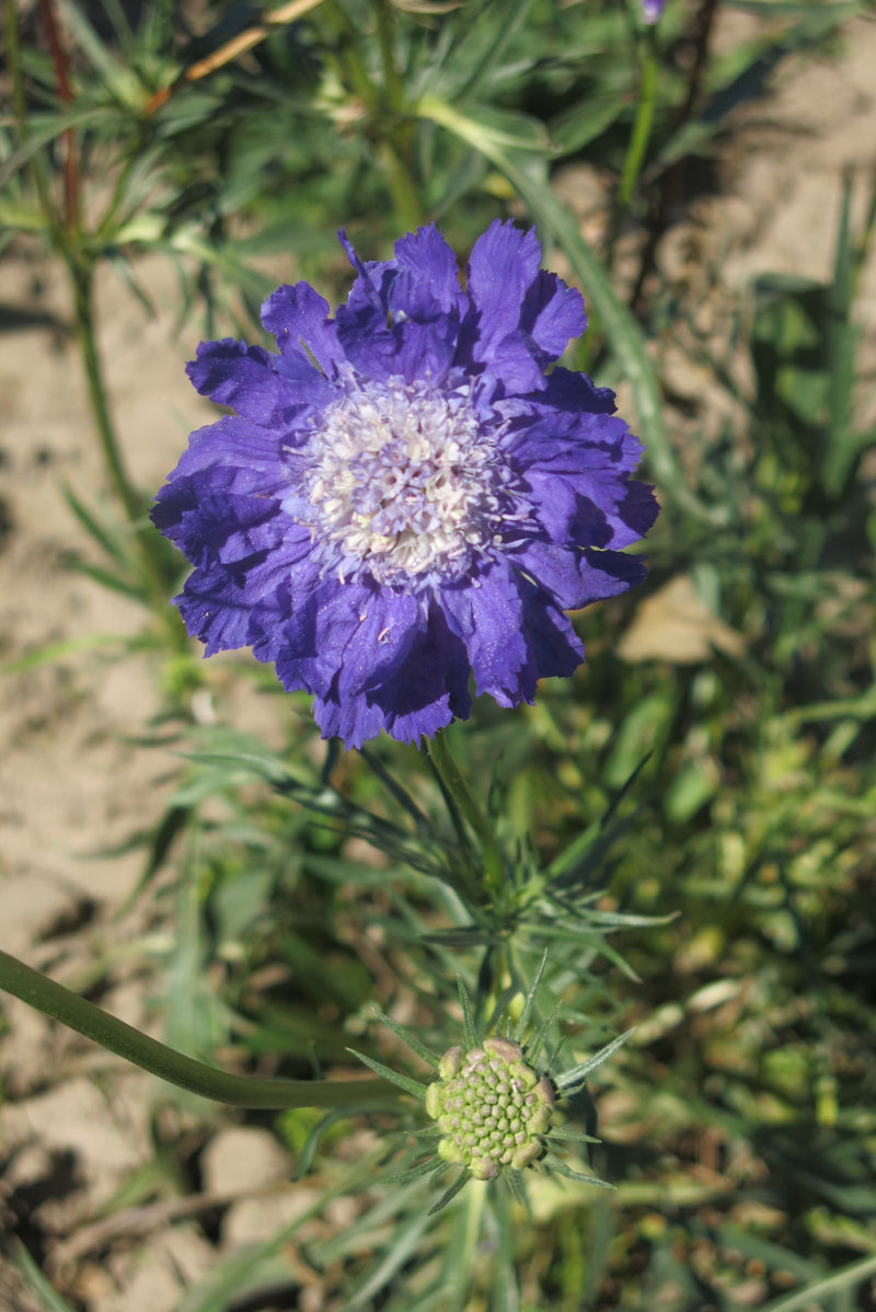 Scabiosa Caucásica