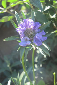 Scabiosa Caucásica