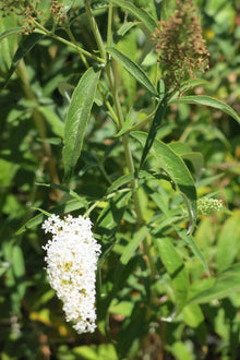 Buddleja davidii