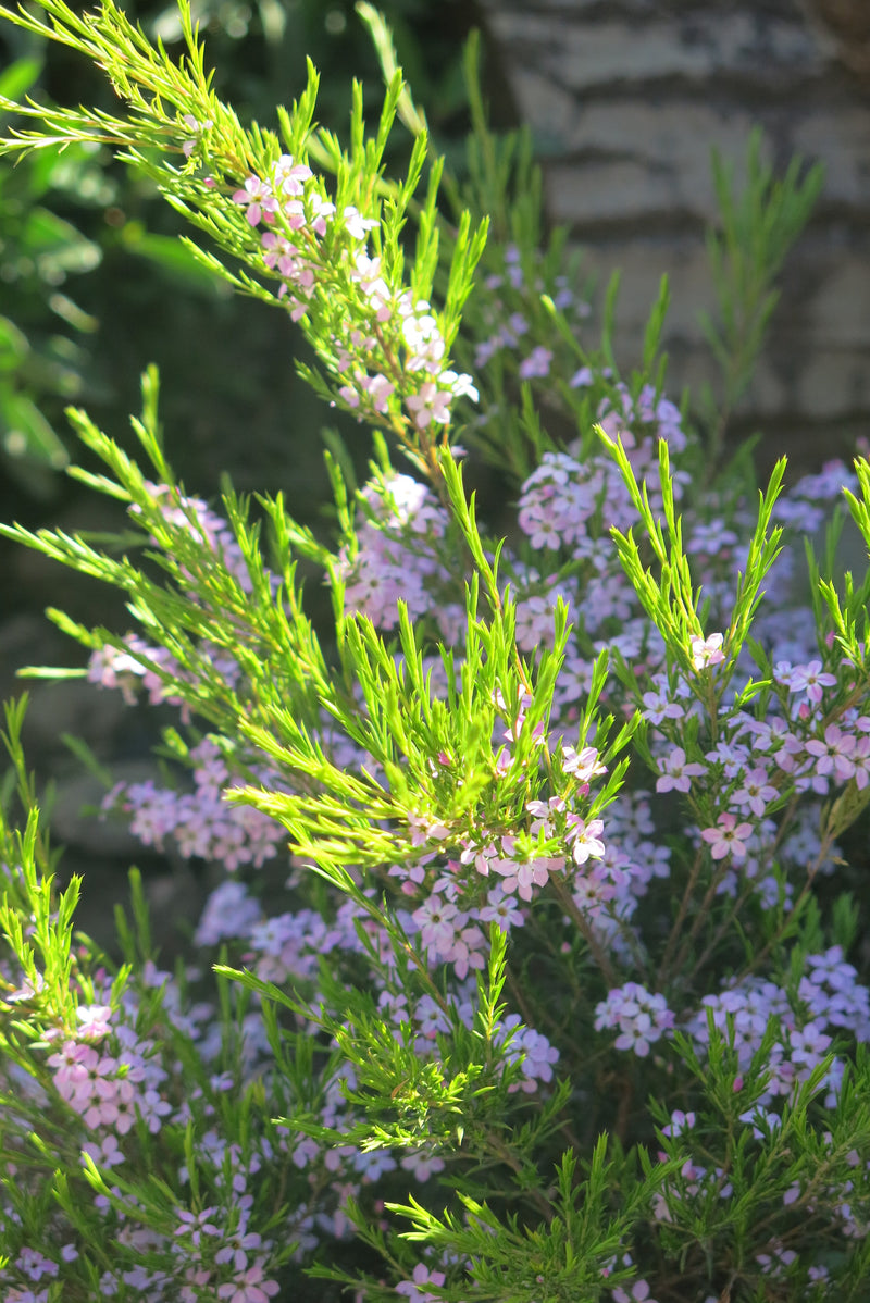 Diosma
