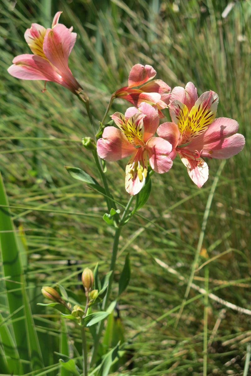 Alstroemerias