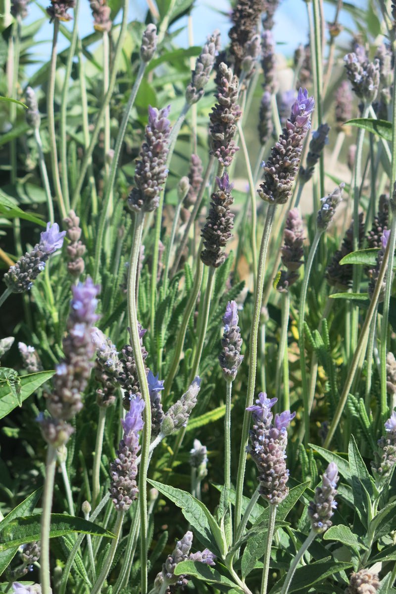 Lavanda Francesa