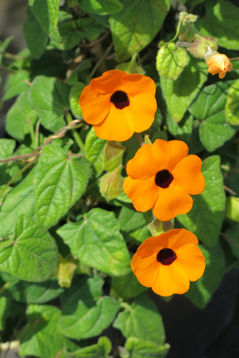 Thunbergia Alata (Ojos de Susana)
