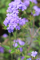 Verbena Rastrera