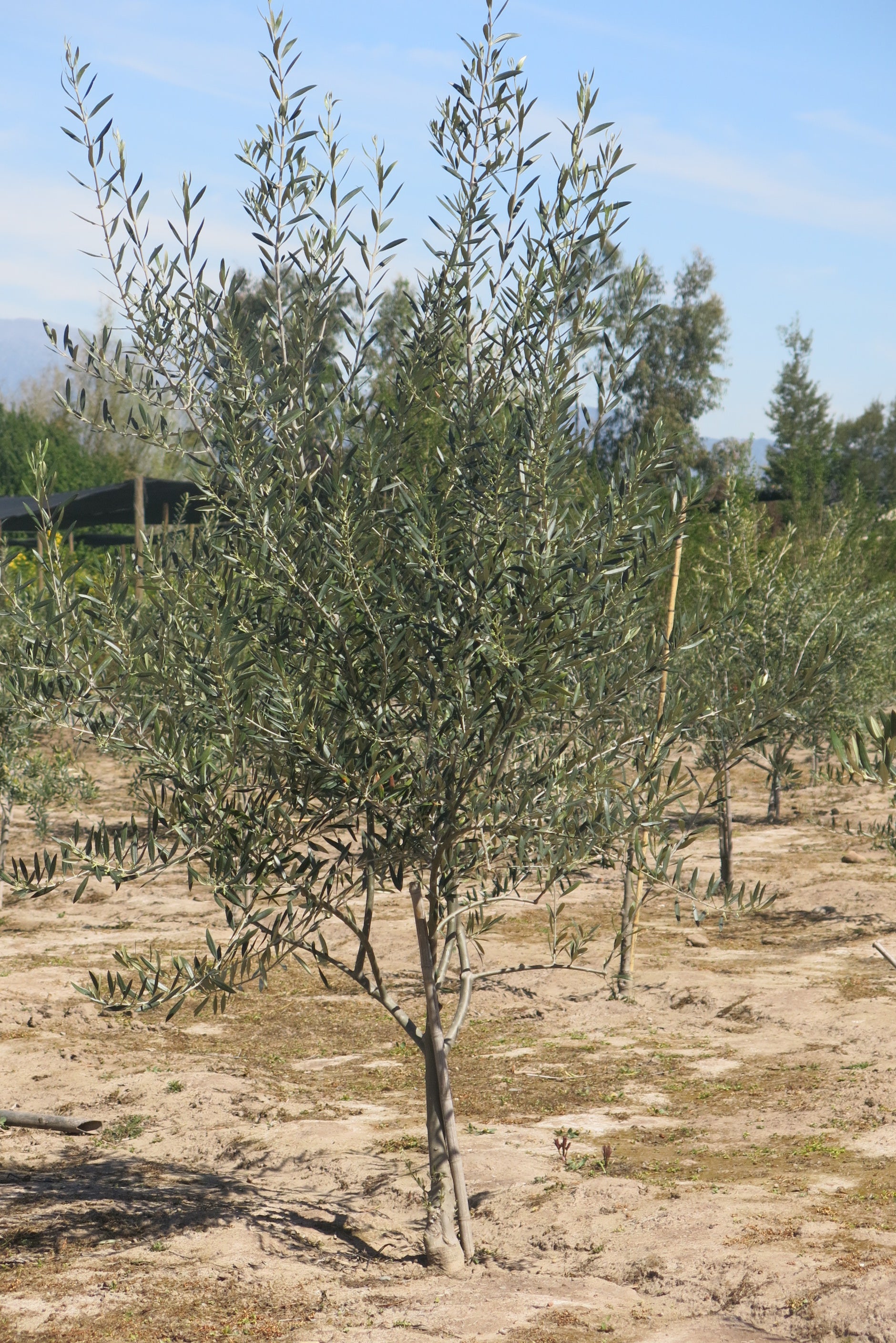 Olivos