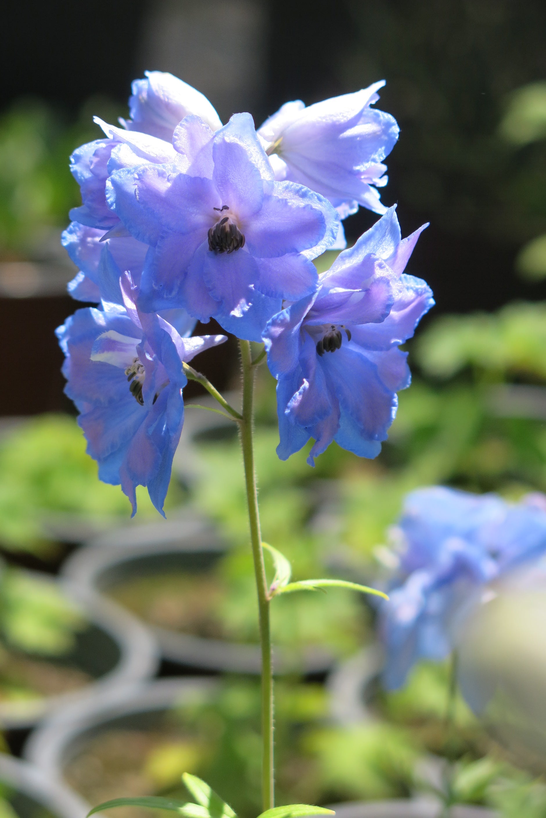 Delphinium