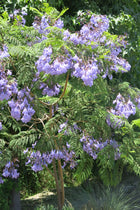 Jacarandá