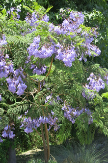 Jacarandá