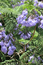 Jacarandá
