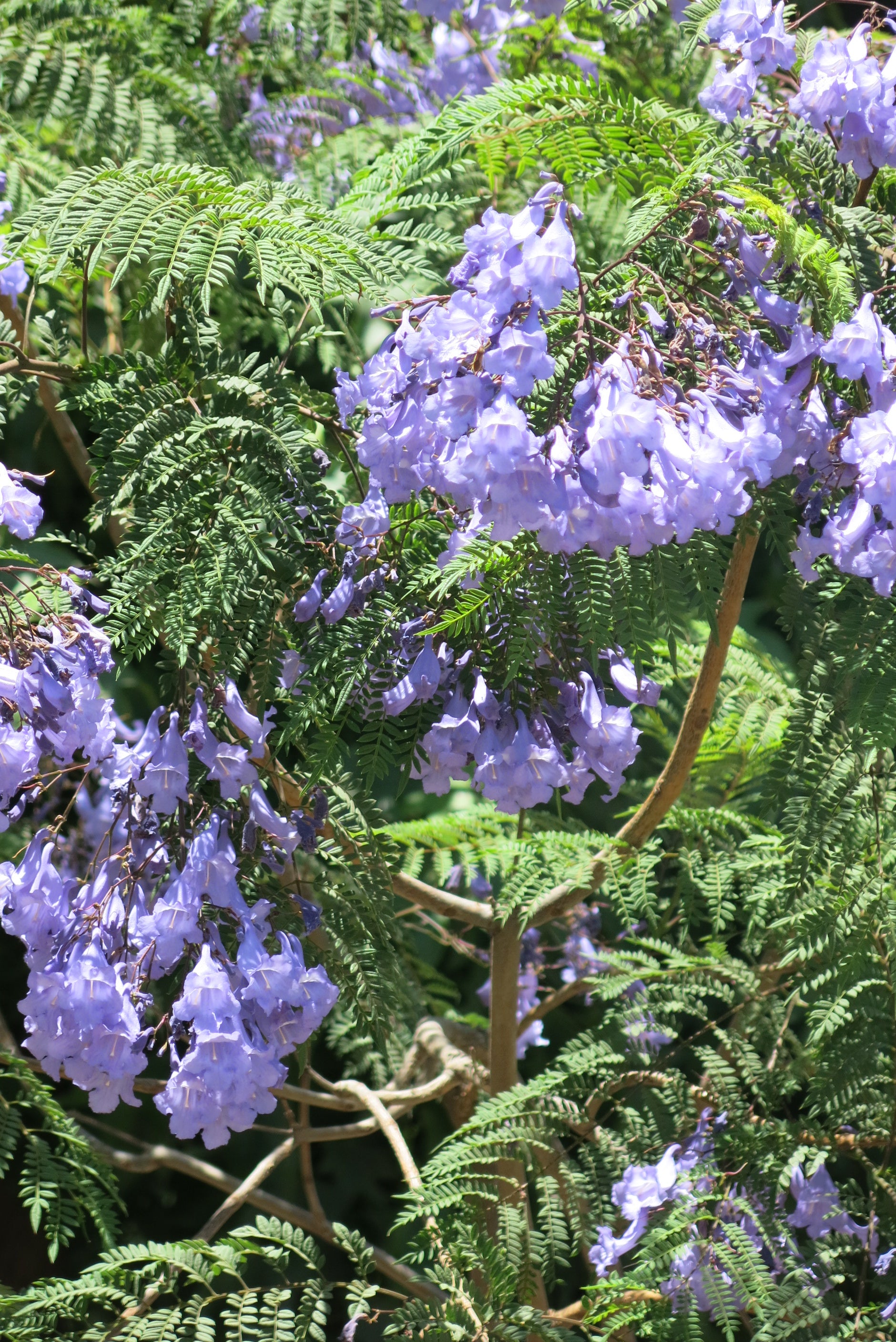 Jacarandá