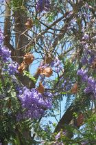 Jacarandá