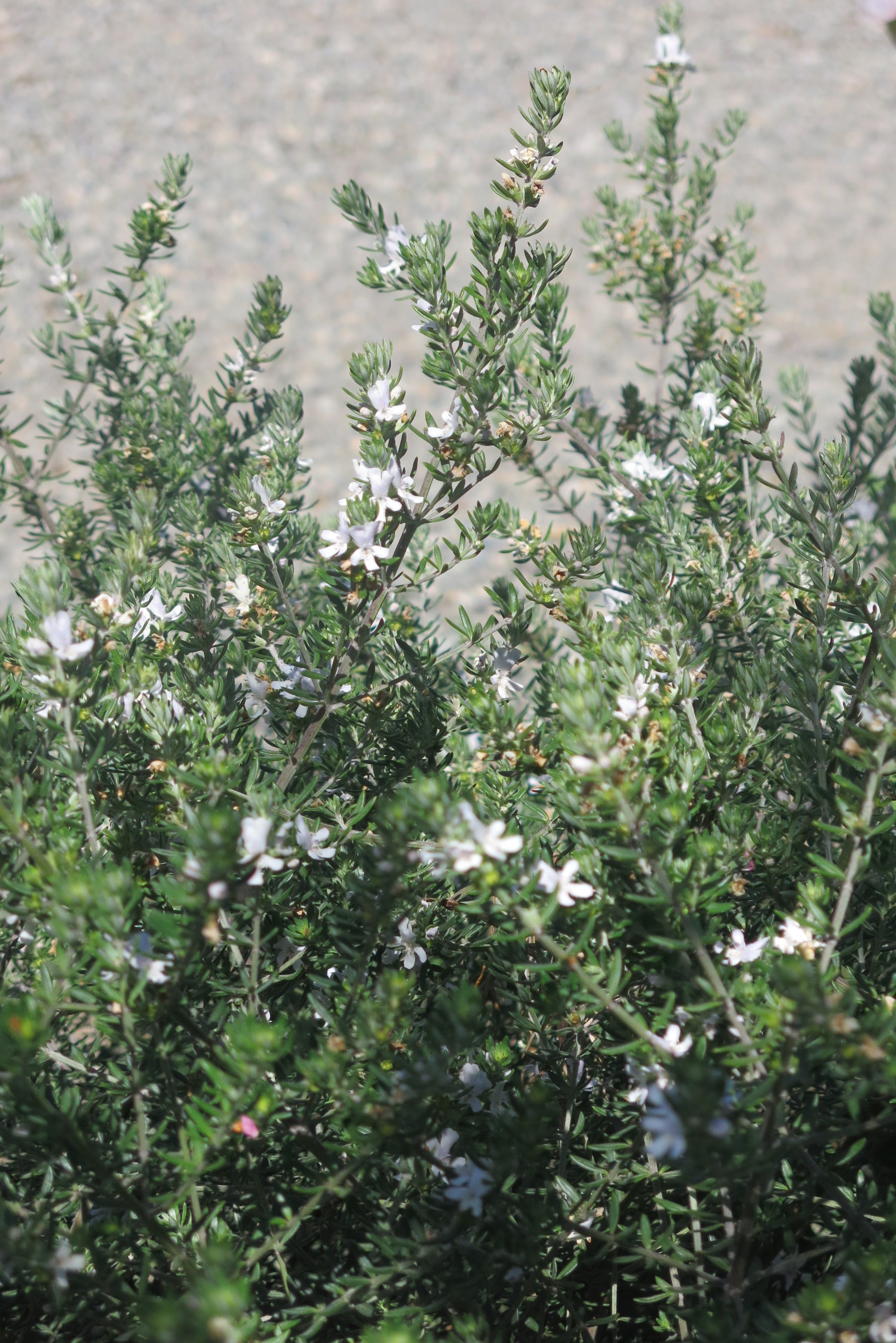 Westringia Fruticosa Blanca