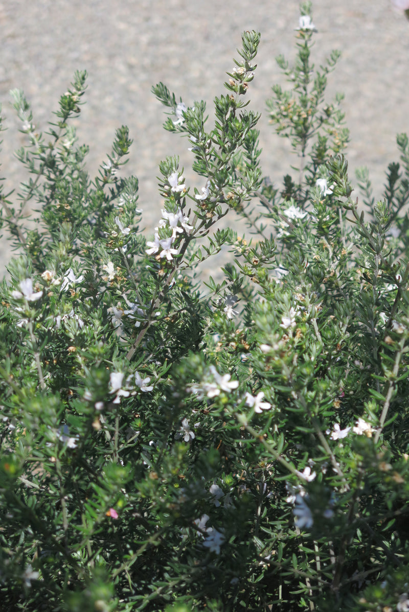 Westringia Fruticosa Blanca