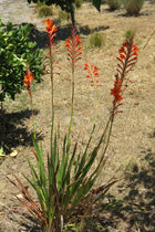 Watsonia