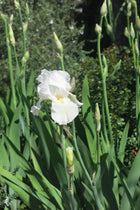 Iris Germánica Blanco