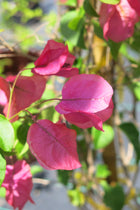 Bugambilia Fucsia