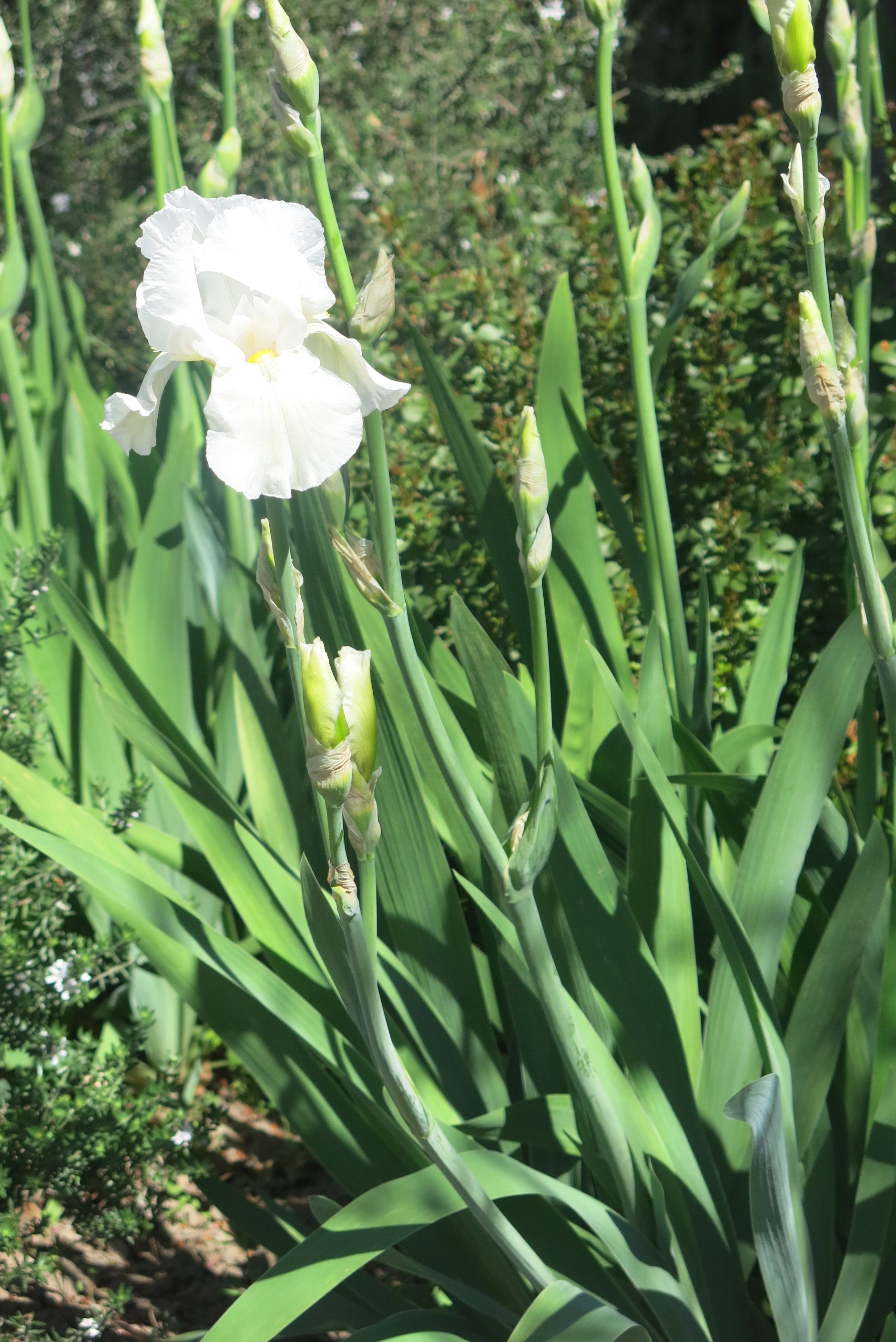 Iris Germánica Blanco
