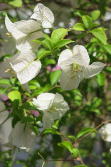 Bugambilia Blanca