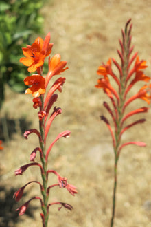 Watsonia