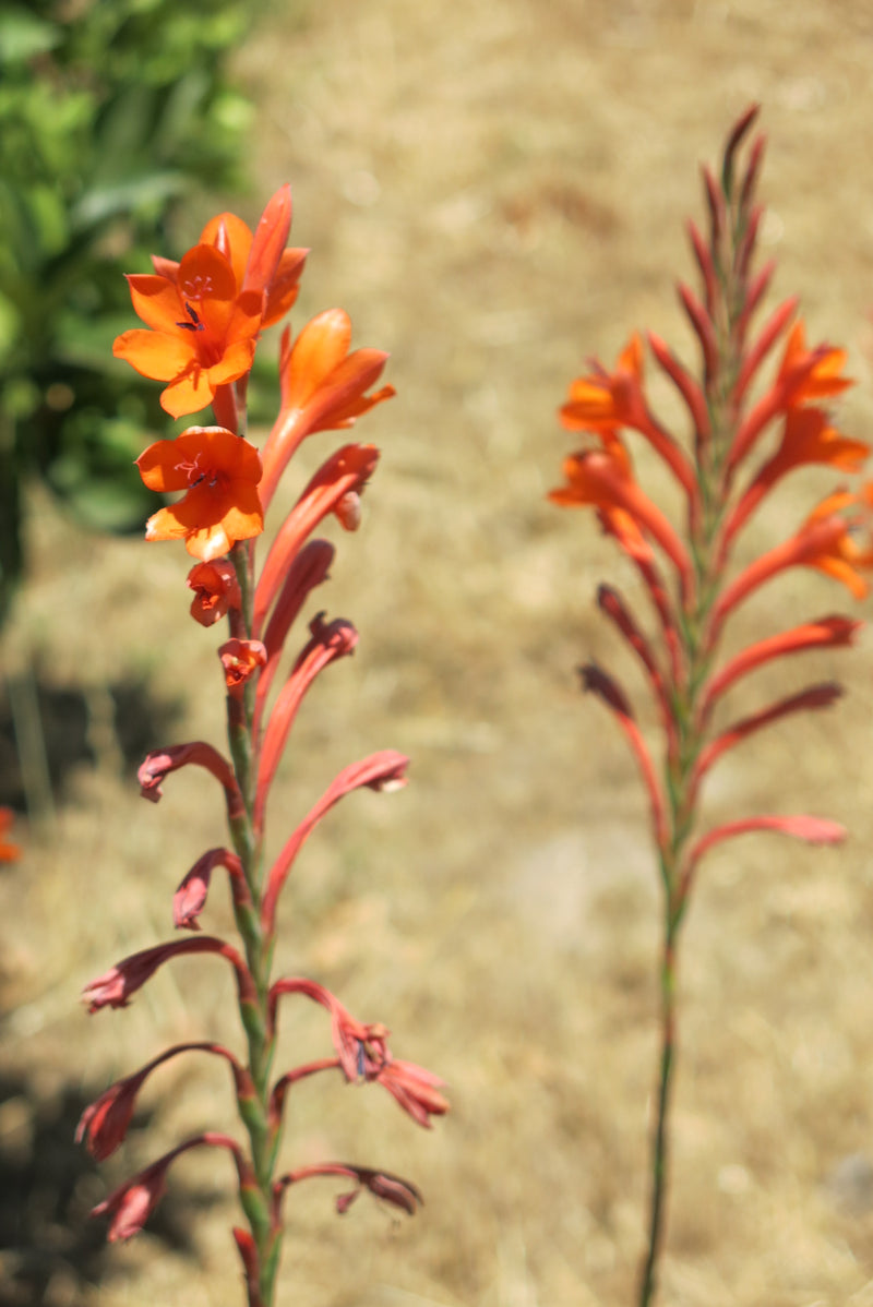 Watsonia