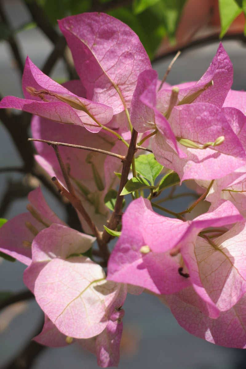 Bugambilia Bicolor Blanca/Fucsia