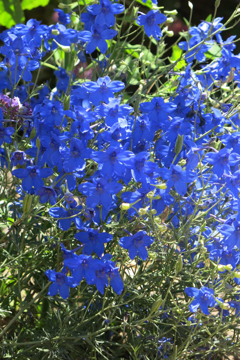 Delphinium