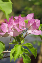 Bugambilia Bicolor Blanca/Fucsia