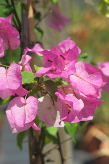 Bugambilia Bicolor Blanca/Fucsia