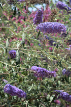 Buddleja davidii