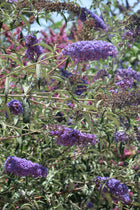 Buddleja davidii