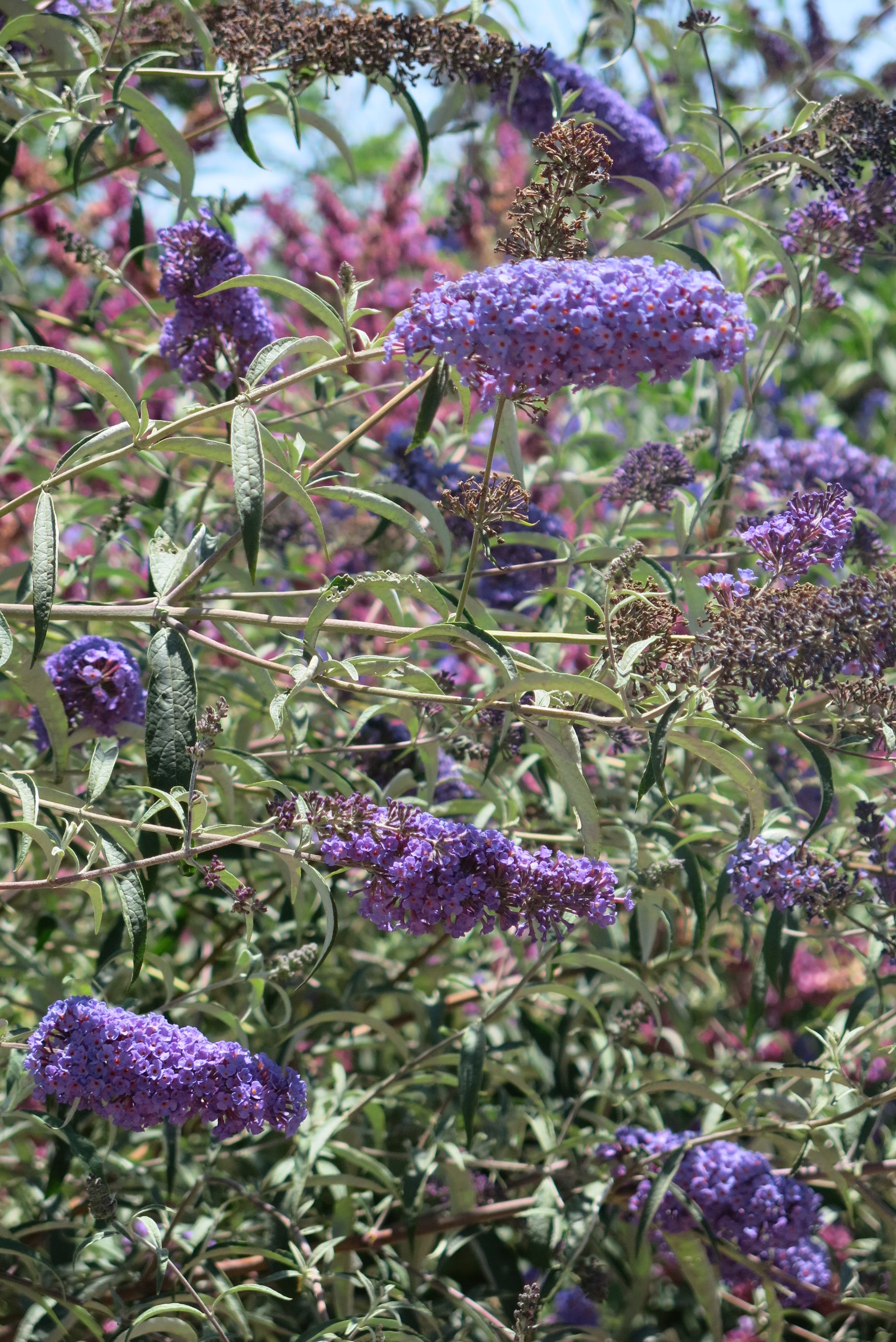 Buddleja davidii