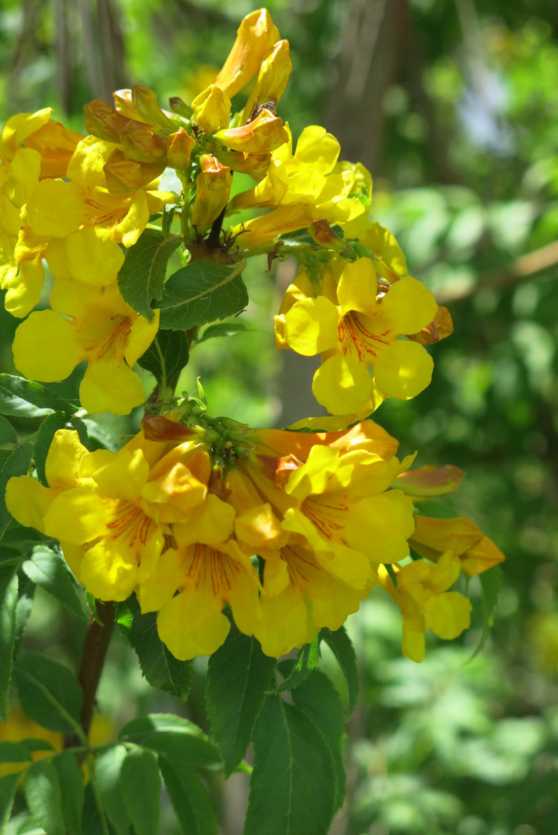 Tecoma Stans