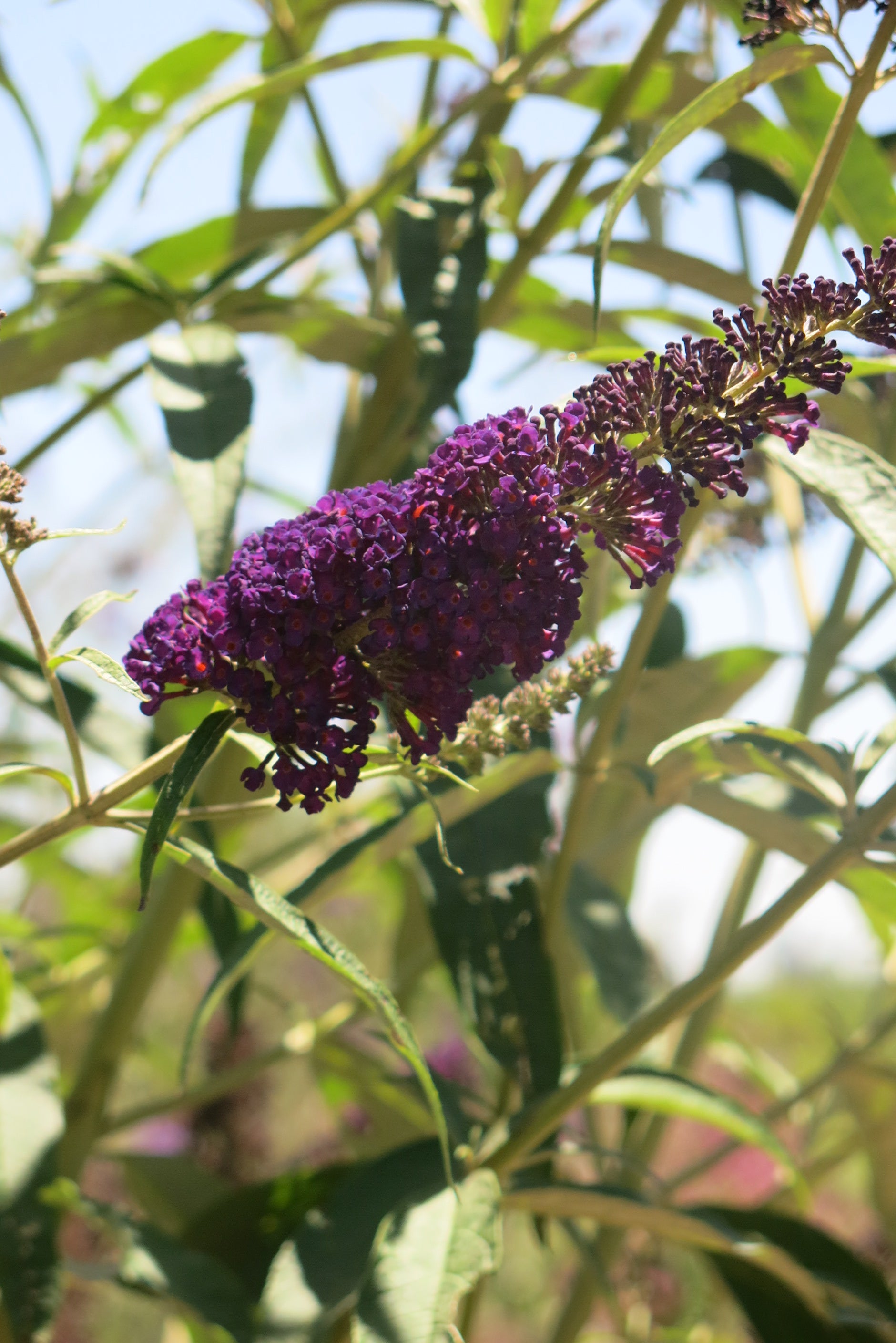Buddleja davidii
