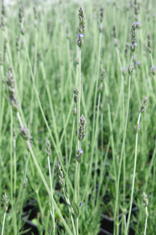 Lavanda Inglesa