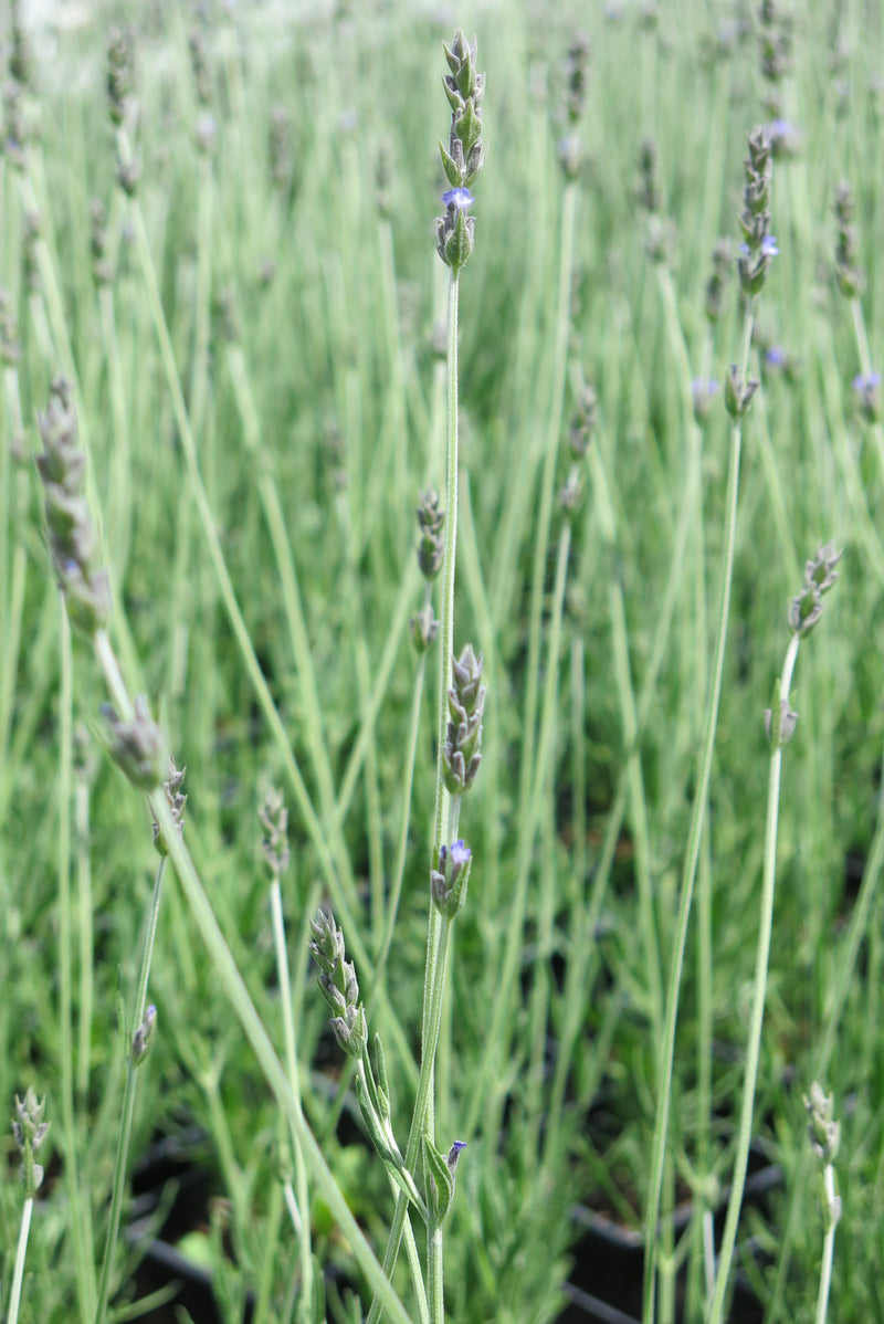 Lavanda Inglesa