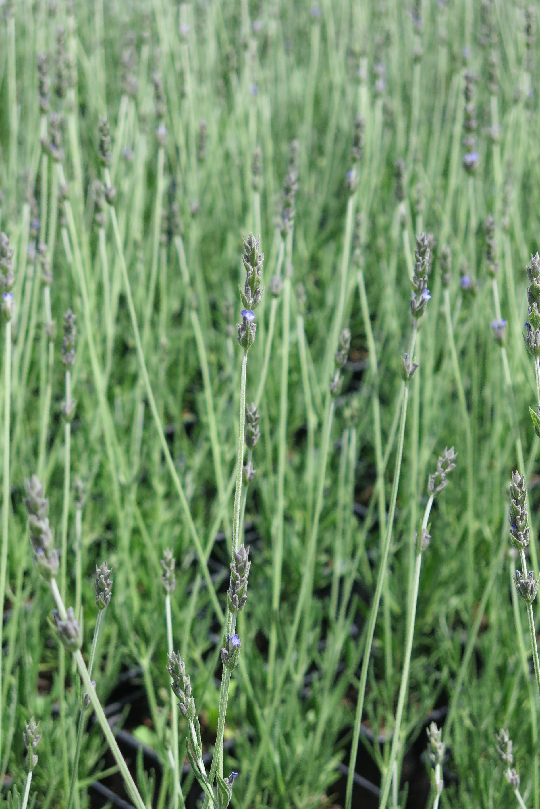 Lavanda Inglesa