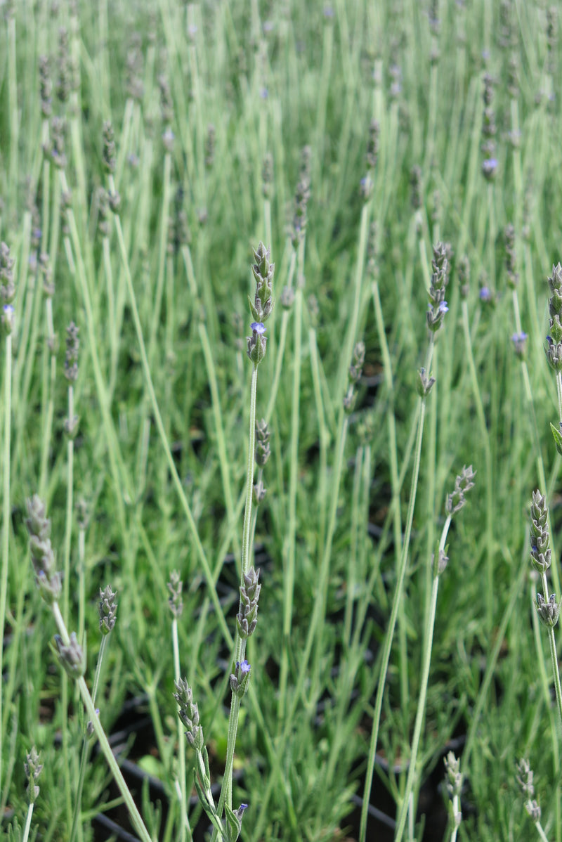 Lavanda Inglesa