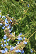 Salvia Uliginosa